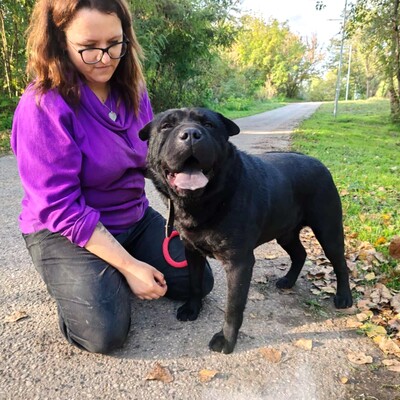 🐶Jeffy hat eine äußerst freundliche, liebevolle Persönlichkeit und er ist ein riesengroßer Schatz im Umgang mit Menschen 💥, Shar - Pei Mischling - Rüde