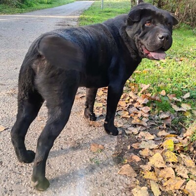 🐶Jeffy hat eine äußerst freundliche, liebevolle Persönlichkeit und er ist ein riesengroßer Schatz im Umgang mit Menschen 💥, Shar - Pei Mischling - Rüde