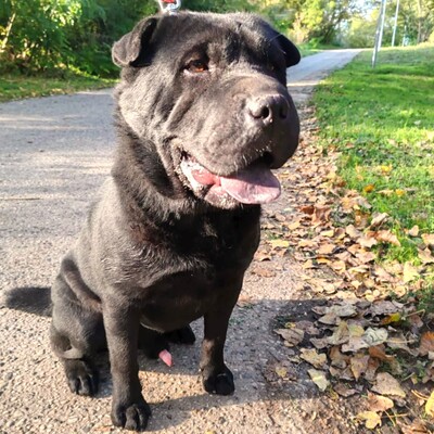 🐶Jeffy hat eine äußerst freundliche, liebevolle Persönlichkeit und er ist ein riesengroßer Schatz im Umgang mit Menschen 💥, Shar - Pei Mischling - Rüde