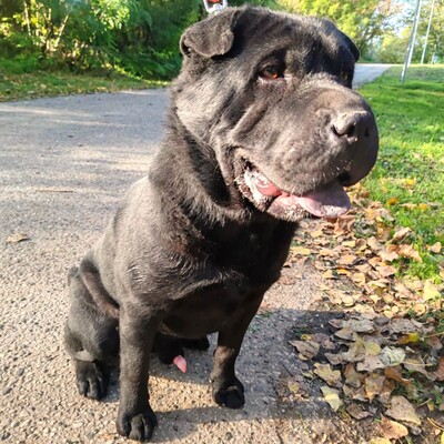 🐶Jeffy hat eine äußerst freundliche, liebevolle Persönlichkeit und er ist ein riesengroßer Schatz im Umgang mit Menschen 💥, Shar - Pei Mischling - Rüde