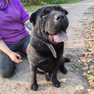 🐶Jeffy hat eine äußerst freundliche, liebevolle Persönlichkeit und er ist ein riesengroßer Schatz im Umgang mit Menschen 💥, Shar - Pei Mischling - Rüde