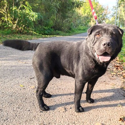 🐶Jeffy hat eine äußerst freundliche, liebevolle Persönlichkeit und er ist ein riesengroßer Schatz im Umgang mit Menschen 💥, Shar - Pei Mischling - Rüde