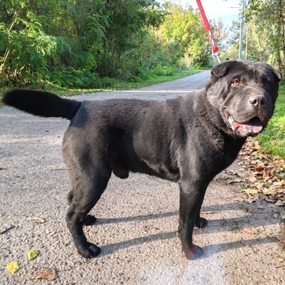 🐶Jeffy hat eine äußerst freundliche, liebevolle Persönlichkeit und er ist ein riesengroßer Schatz im Umgang mit Menschen 💥, Shar - Pei Mischling - Rüde