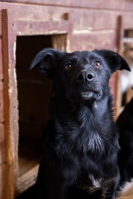 Jelka ist eine Herzenshündin