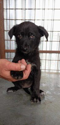 Jelka ist eine Herzenshündin, Mischling - Hündin