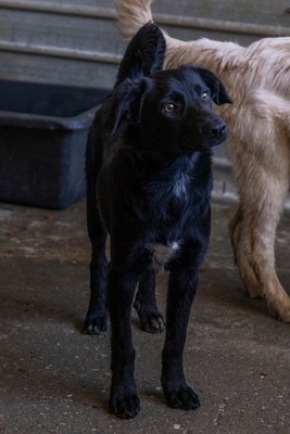 Jelka ist eine Herzenshündin, Mischling - Hündin