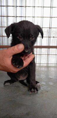 Jelka ist eine Herzenshündin, Mischling - Hündin