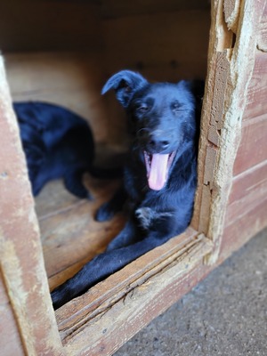 Jelka ist eine Herzenshündin, Mischling - Hündin