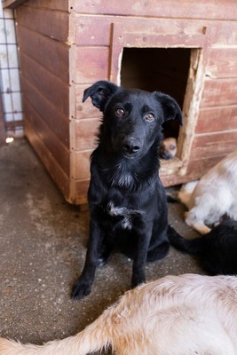 Jelka ist eine Herzenshündin, Mischling - Hündin