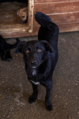 Jelka ist eine Herzenshündin, Mischling - Hündin