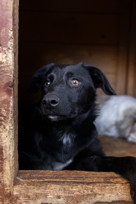 Jelka ist eine Herzenshündin, Mischling - Hündin
