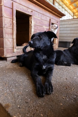 Jelka ist eine Herzenshündin, Mischling - Hündin