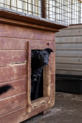 Jelka ist eine Herzenshündin, Mischling - Hündin