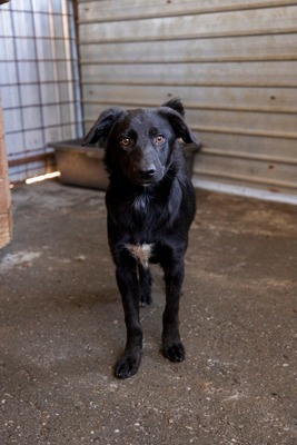 Jelka ist eine Herzenshündin, Mischling - Hündin