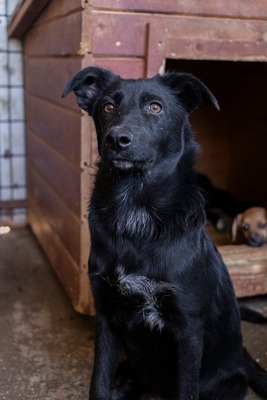 Jelka ist eine Herzenshündin, Mischling - Hündin
