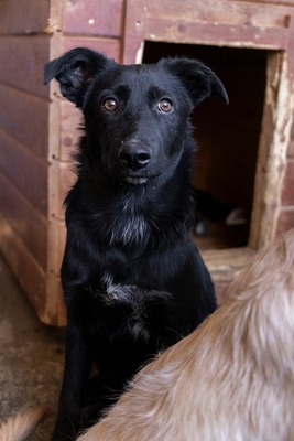 Jelka ist eine Herzenshündin, Mischling - Hündin