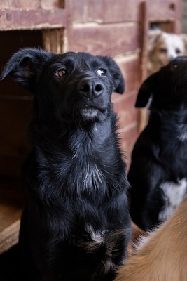 Jelka ist eine Herzenshündin, Mischling - Hündin