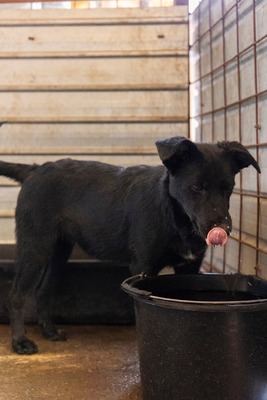 Jelka ist eine Herzenshündin, Mischling - Hündin