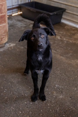 Jelka ist eine Herzenshündin, Mischling - Hündin