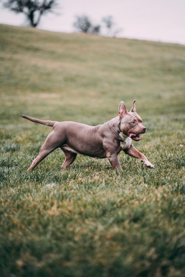 Jelly Bean, XXL American bully - Hündin