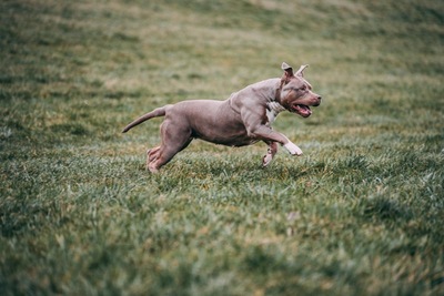 Jelly Bean, XXL American bully - Hündin