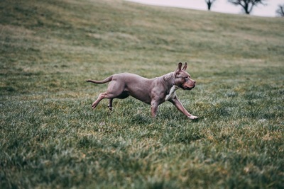 Jelly Bean, XXL American bully - Hündin
