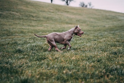 Jelly Bean, XXL American bully - Hündin