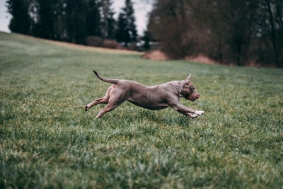 Jelly Bean, XXL American bully - Hündin