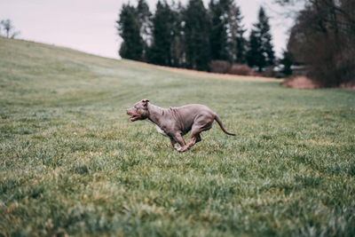 Jelly Bean, XXL American bully - Hündin