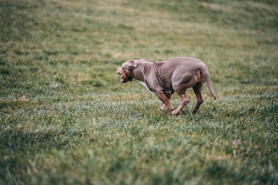 Jelly Bean, XXL American bully - Hündin