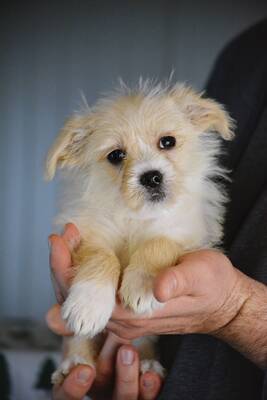 Jelly sucht ihren Lebensplatz, Yorki-Malteser-Mischling Welpen - Hündin