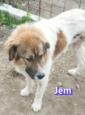 Jem, Mischling - Rüde