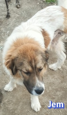 Jem, Mischling - Rüde