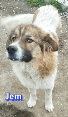 Jem, Mischling - Rüde