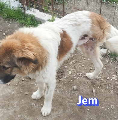 Jem, Mischling - Rüde