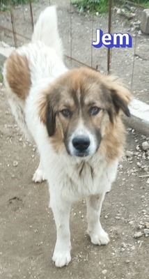 Jem, Mischling - Rüde
