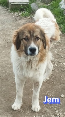 Jem, Mischling - Rüde