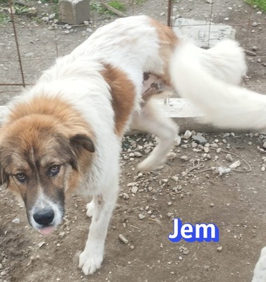 Jem, Mischling - Rüde