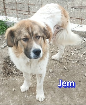 Jem, Mischling - Rüde