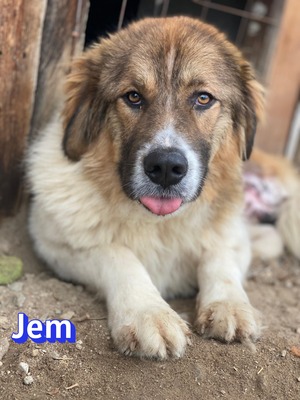 Jem, Mischling - Rüde