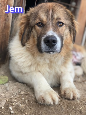 Jem, Mischling - Rüde