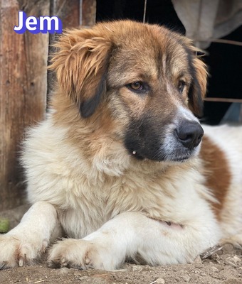 Jem, Mischling - Rüde