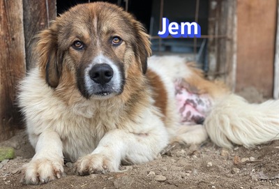 Jem, Mischling - Rüde