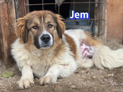 Jem, Mischling - Rüde