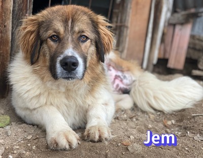 Jem, Mischling - Rüde