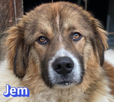 Jem, Mischling - Rüde