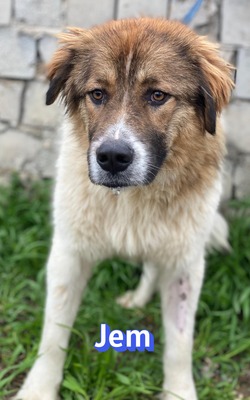 Jem, Mischling - Rüde