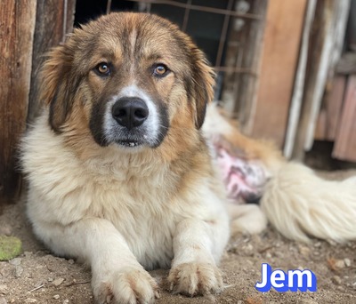 Jem, Mischling - Rüde