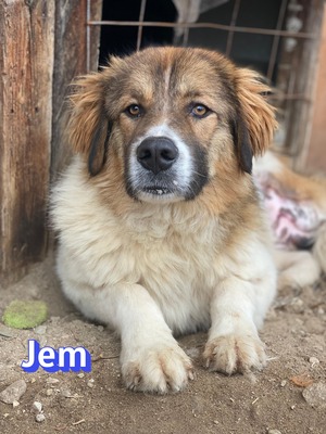 Jem, Mischling - Rüde