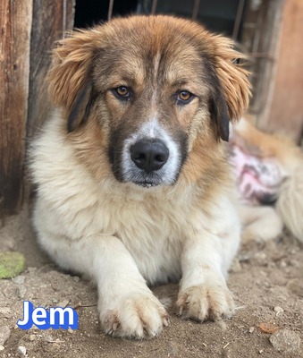 Jem, Mischling - Rüde